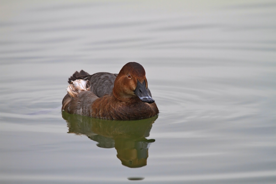 Common Pochard