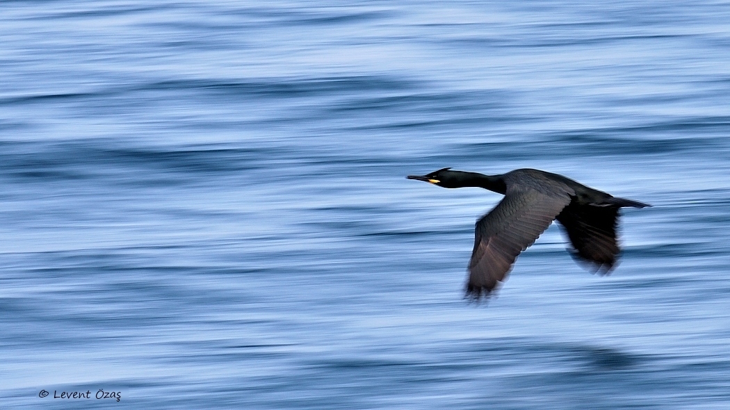 European Shag