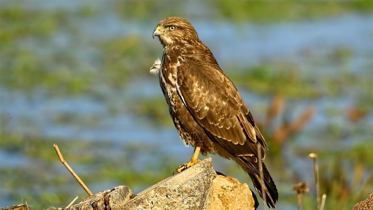 Common Buzzard