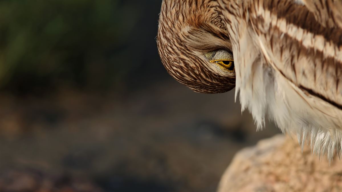 Eurasian Stone-curlew