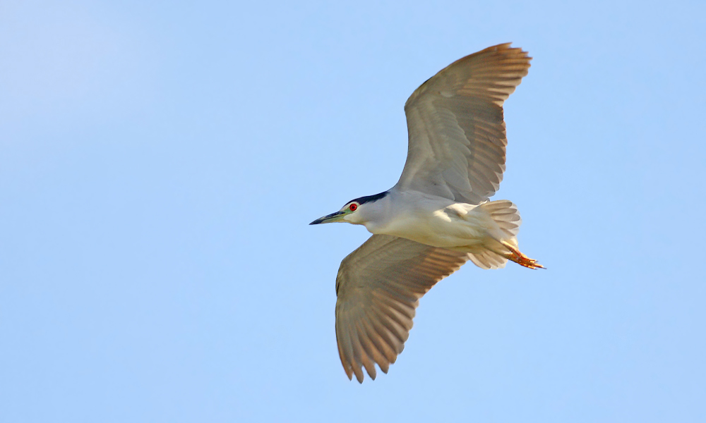 Black-crowned Night Heron
