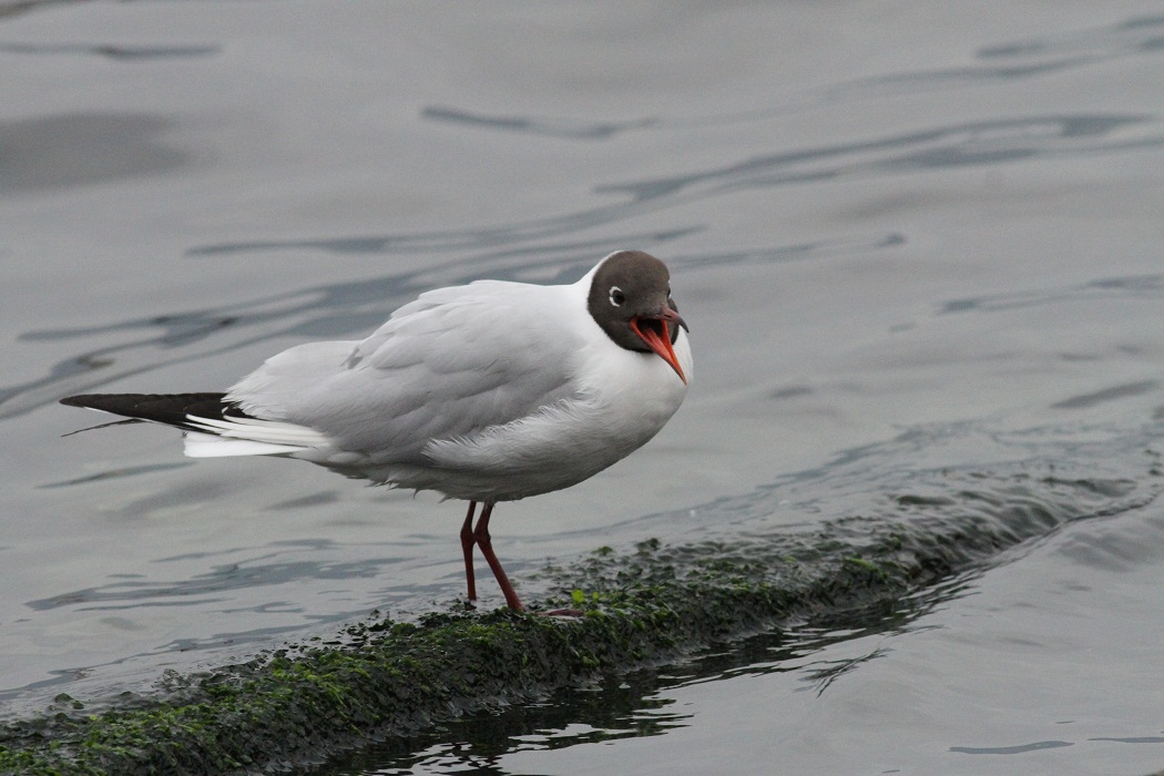 Black-headed Gull