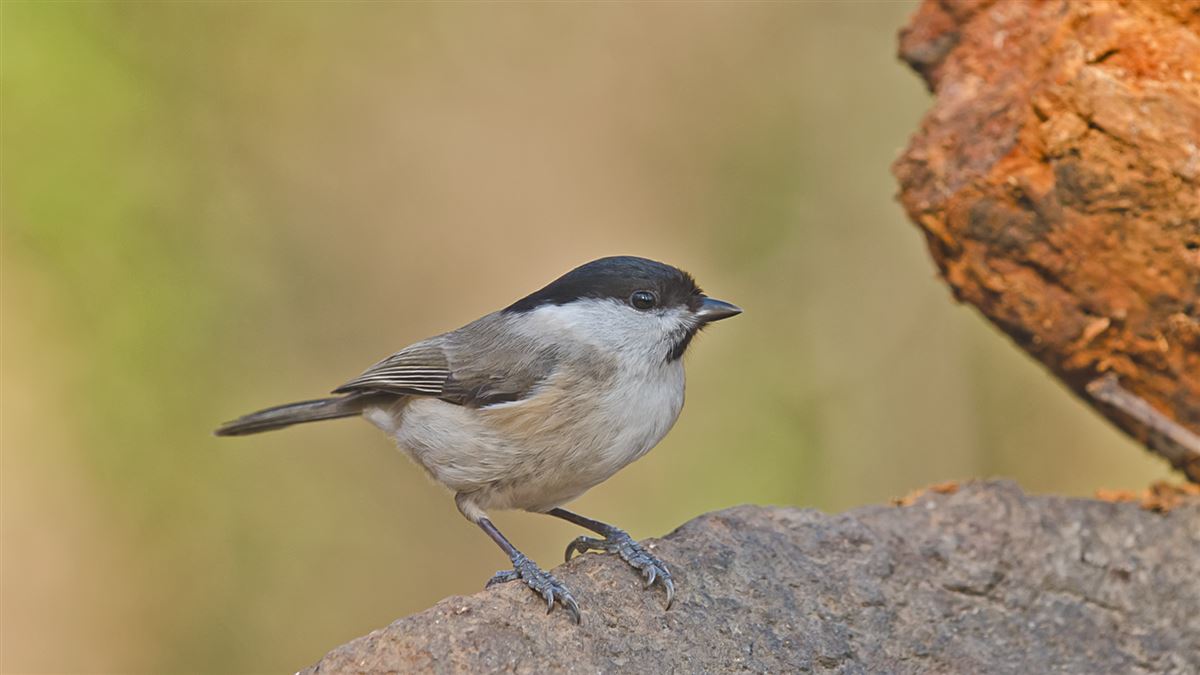 Marsh Tit