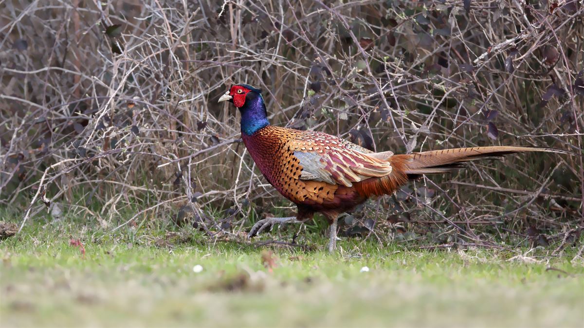 Common Pheasant