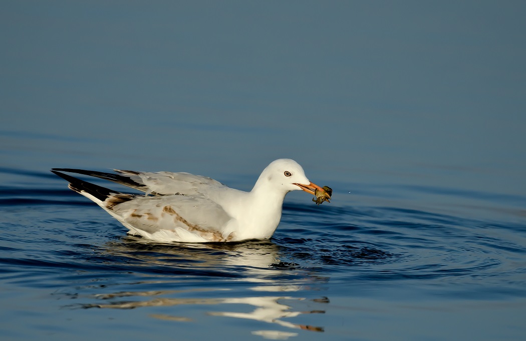 Slender-billed Gull