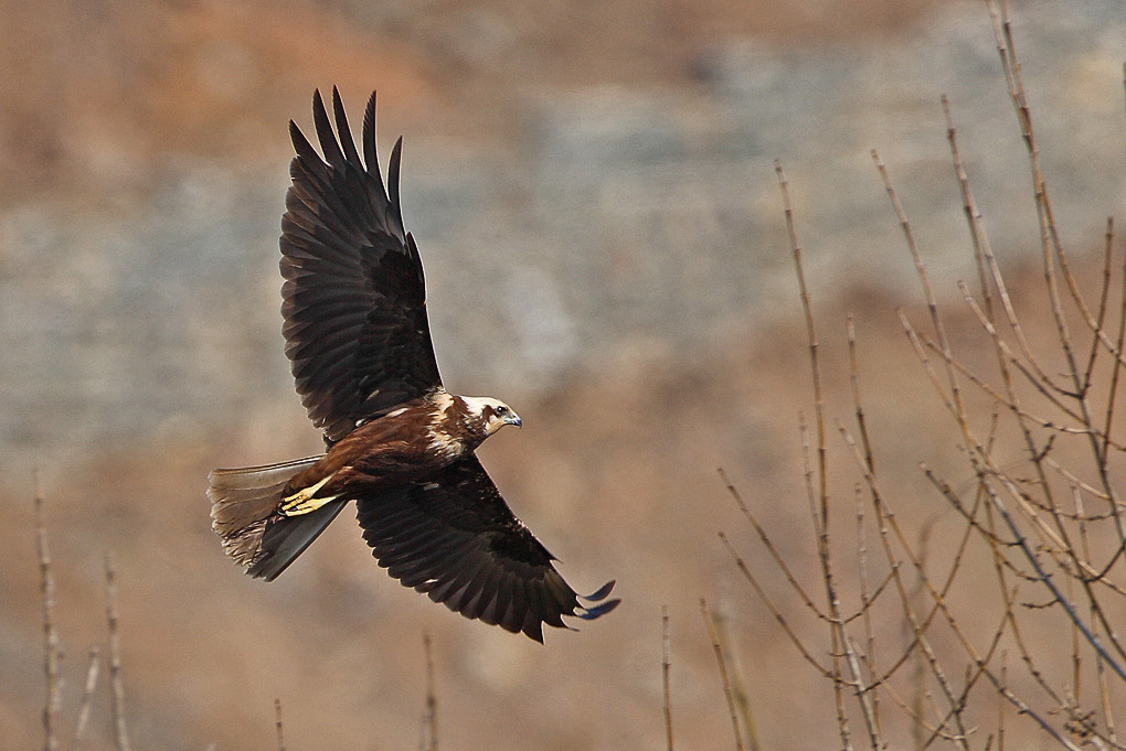 Western Marsh Harrier