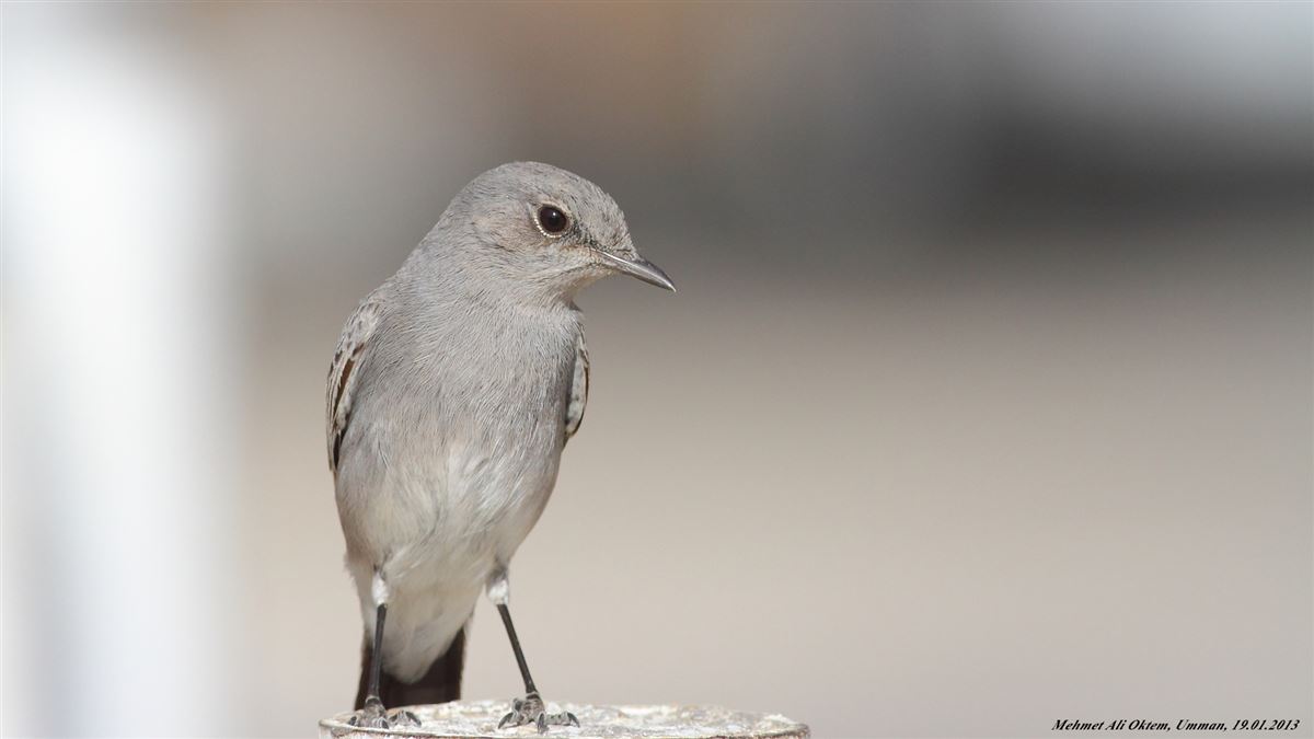 Blackstart