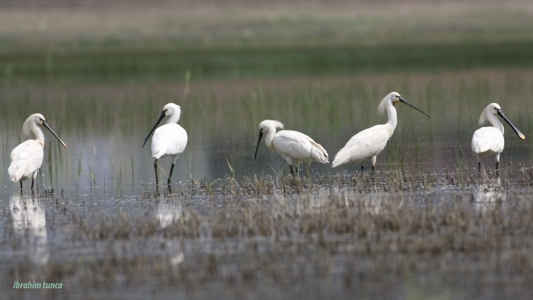 Eurasian Spoonbill