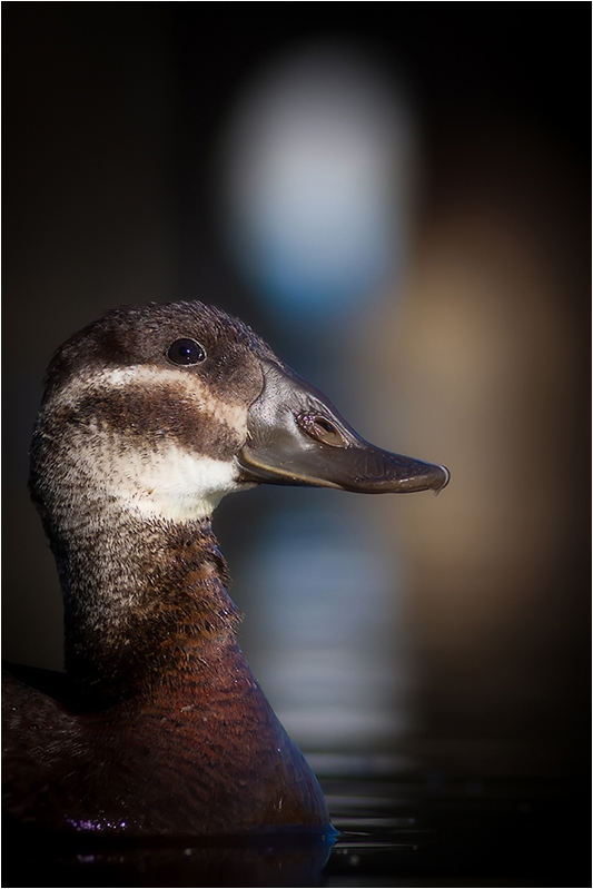 White-headed Duck