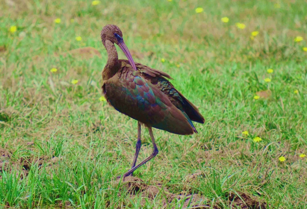 Glossy Ibis