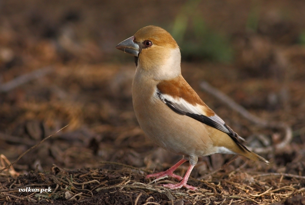 Hawfinch