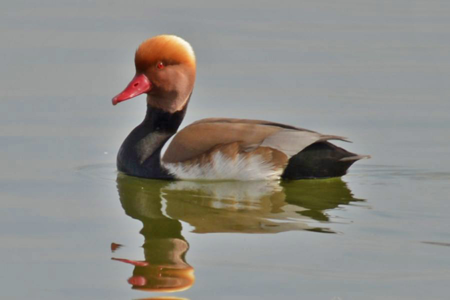 Red-crested Pochard