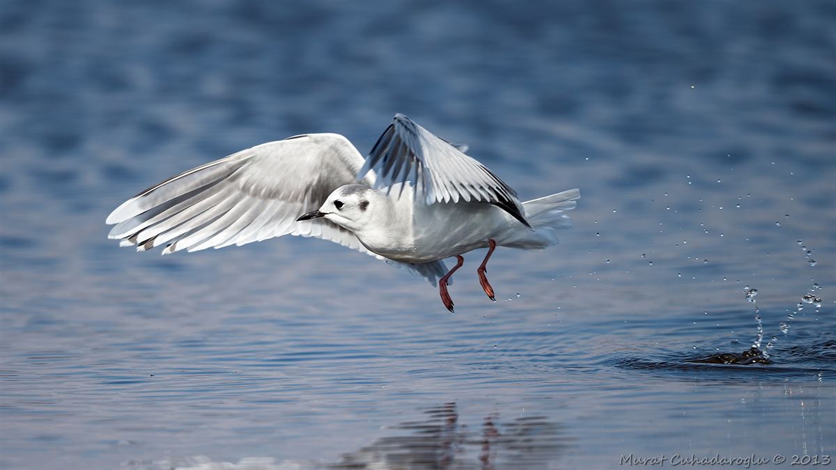 Little Gull