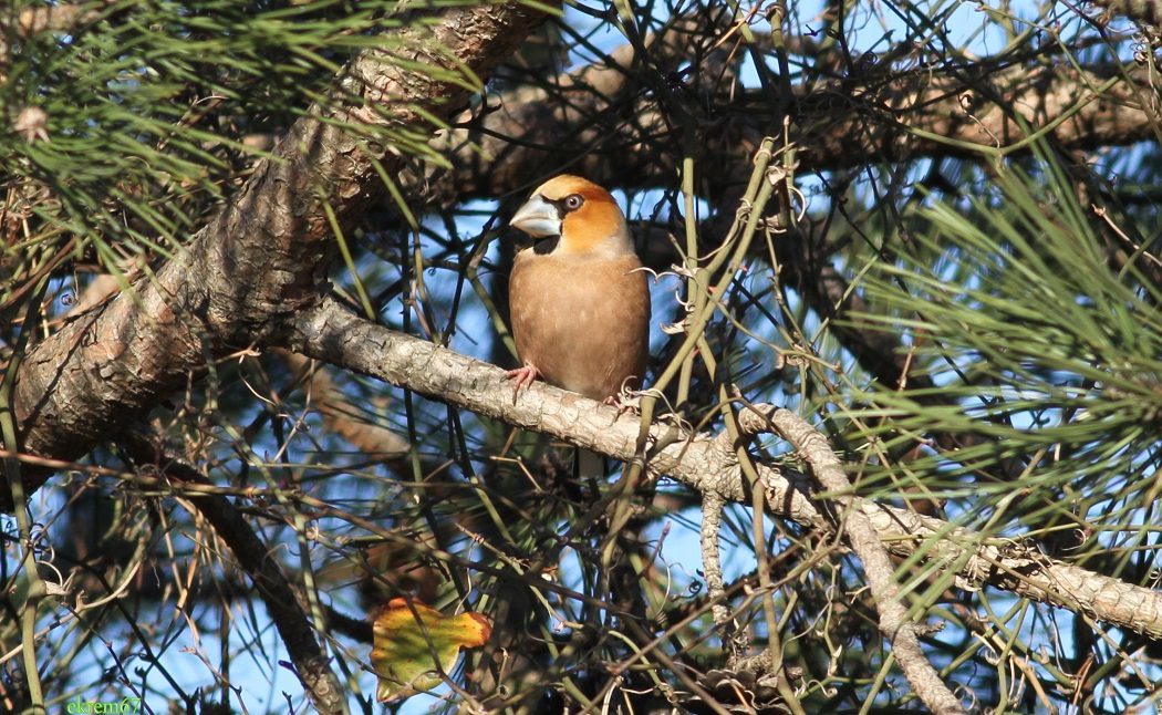 Hawfinch