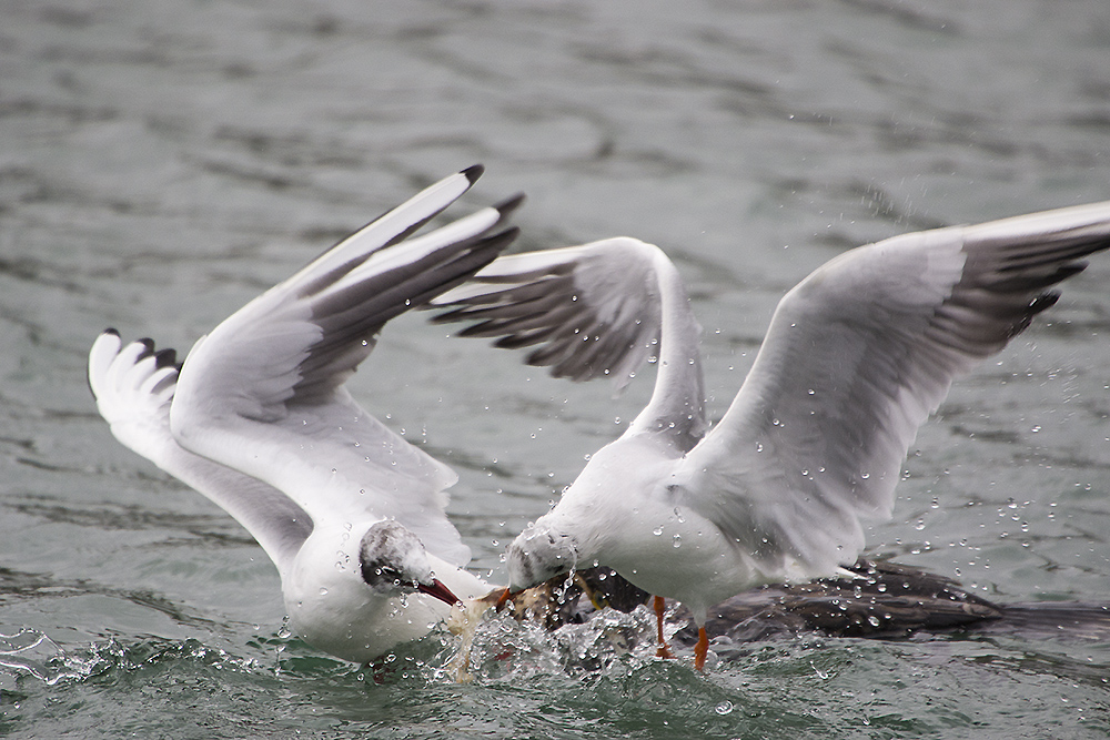 Black-headed Gull