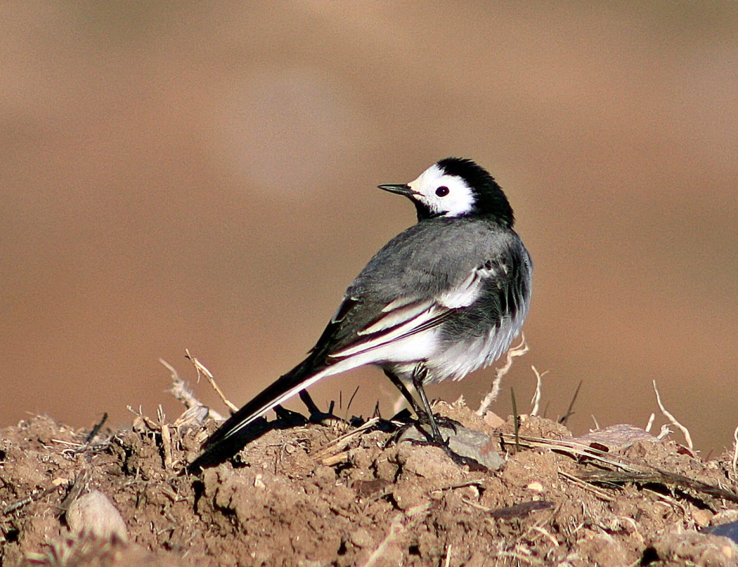 White Wagtail