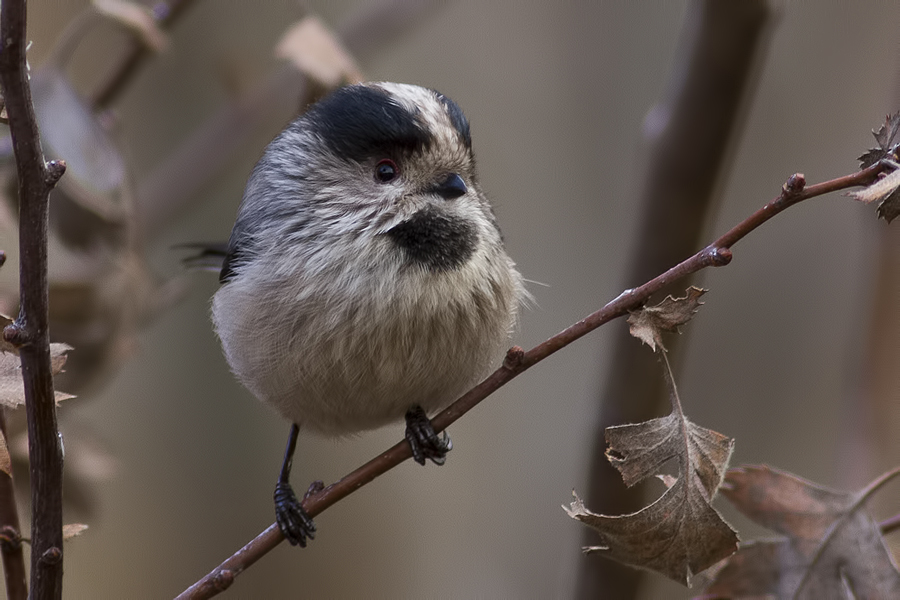 Long-tailed Tit