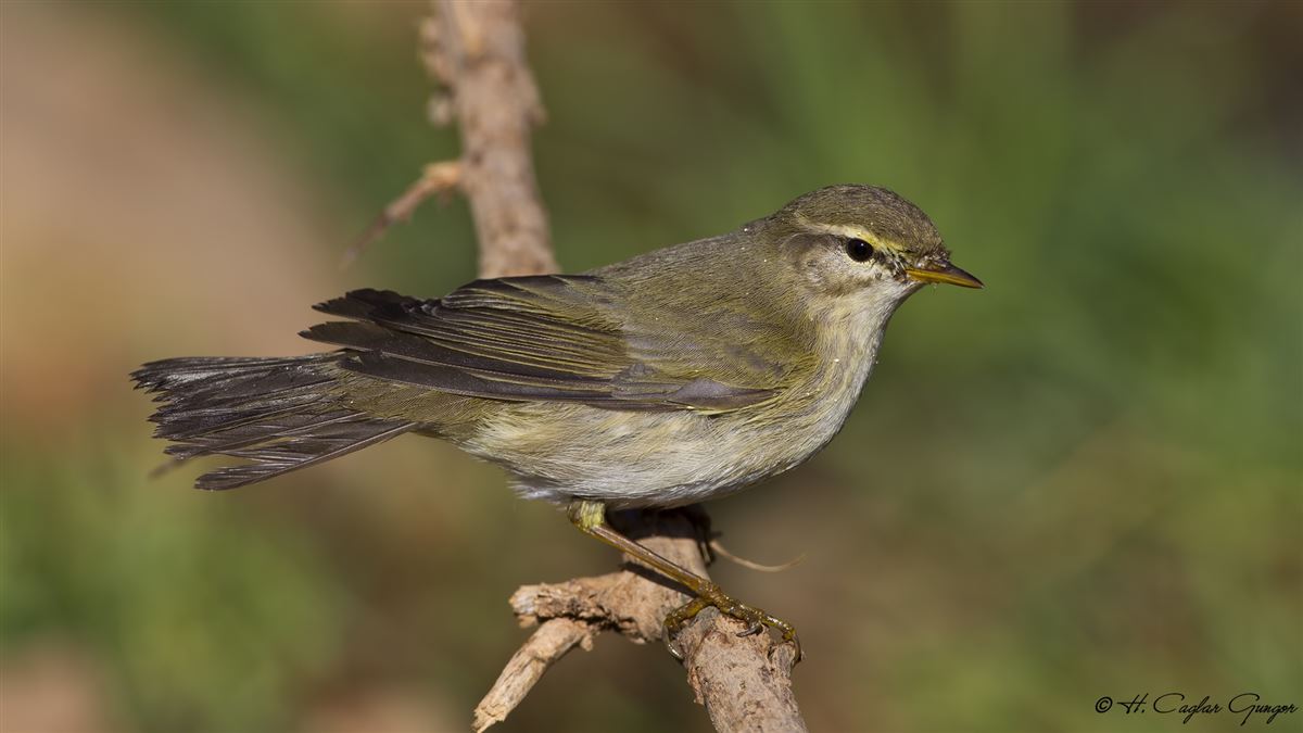 Willow Warbler