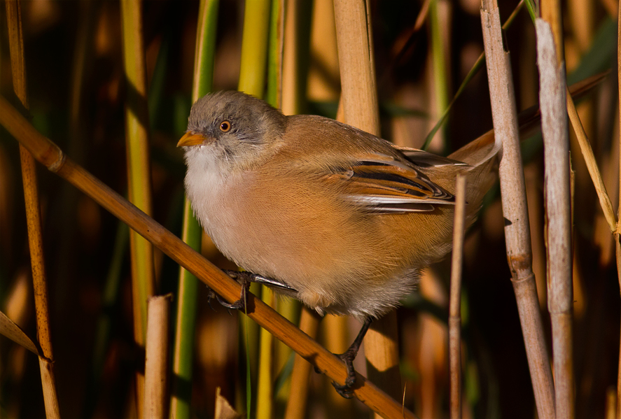 Bearded Reedling