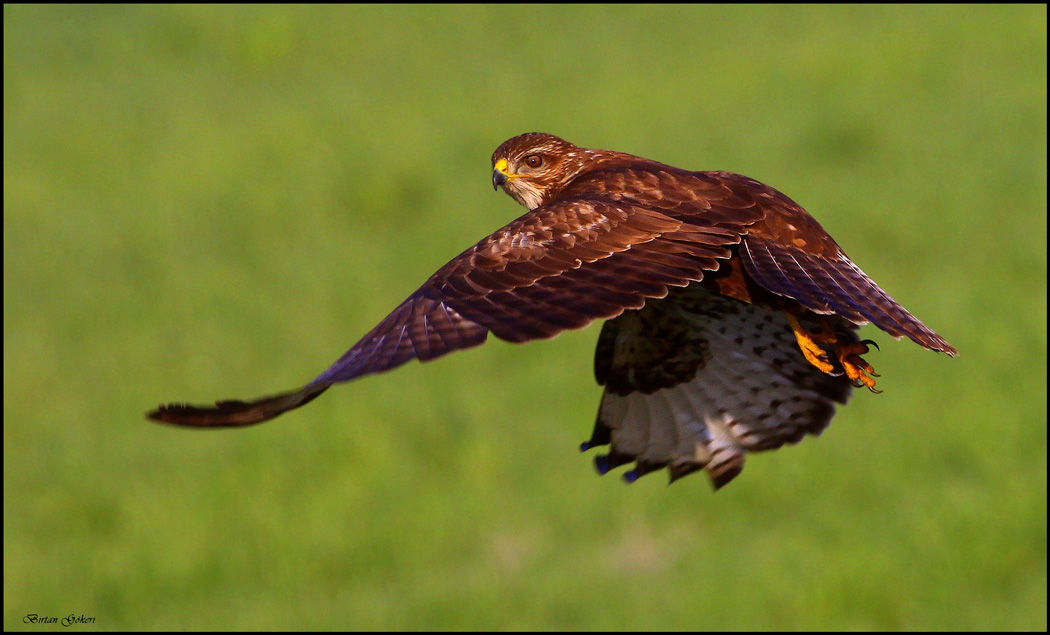 Common Buzzard