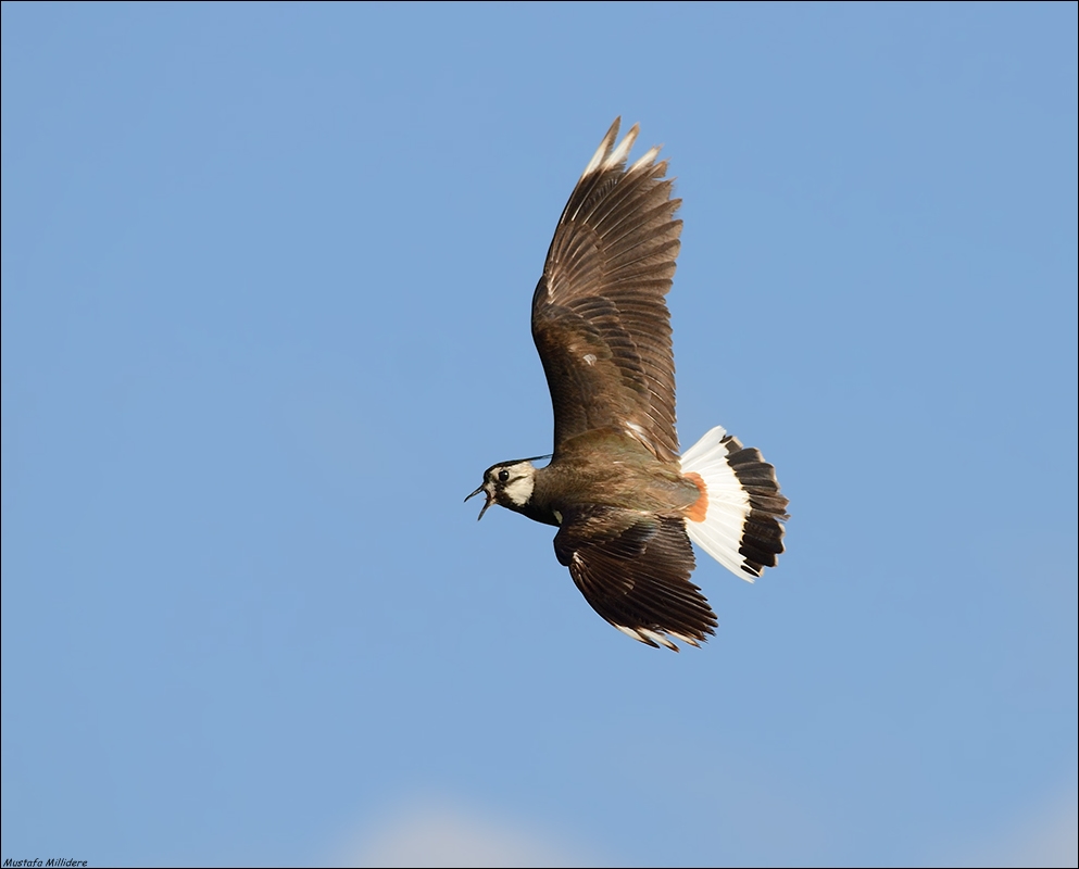 Northern Lapwing