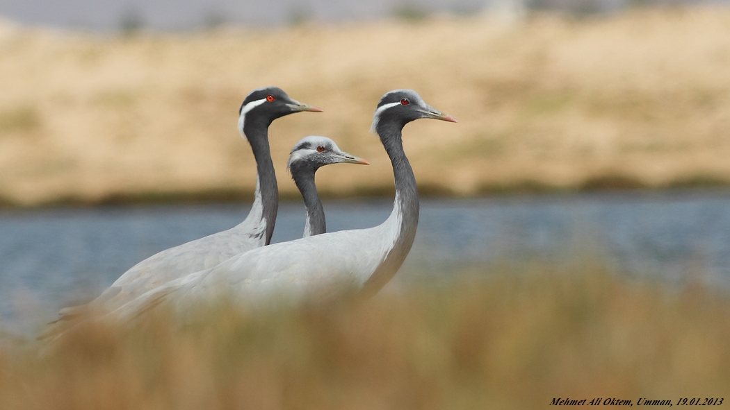 Demoiselle Crane