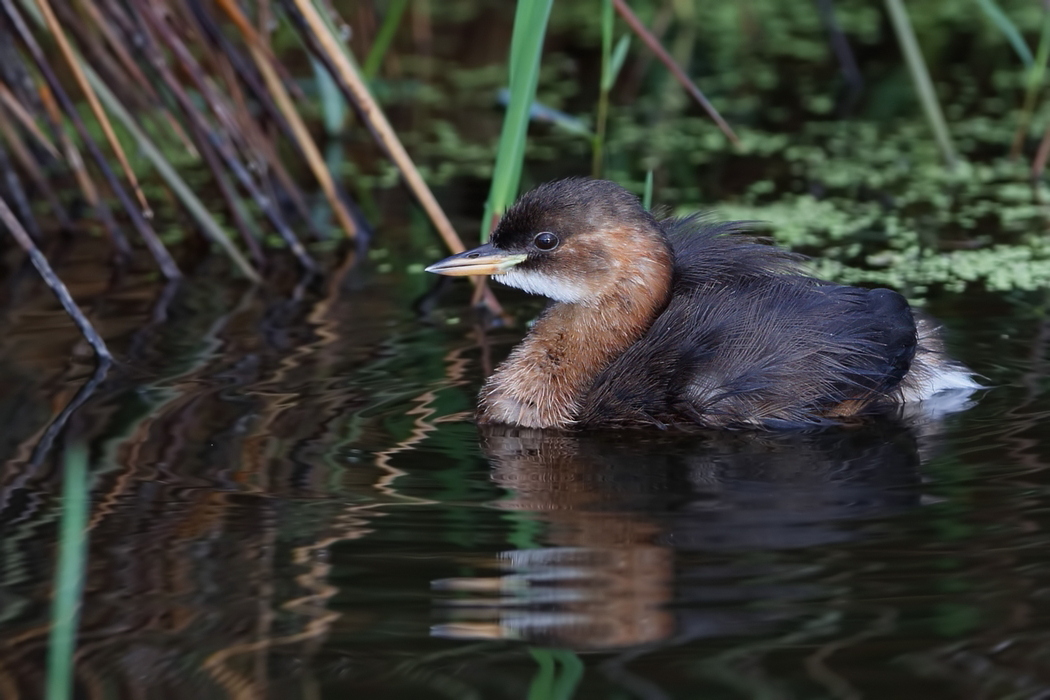 Little Grebe