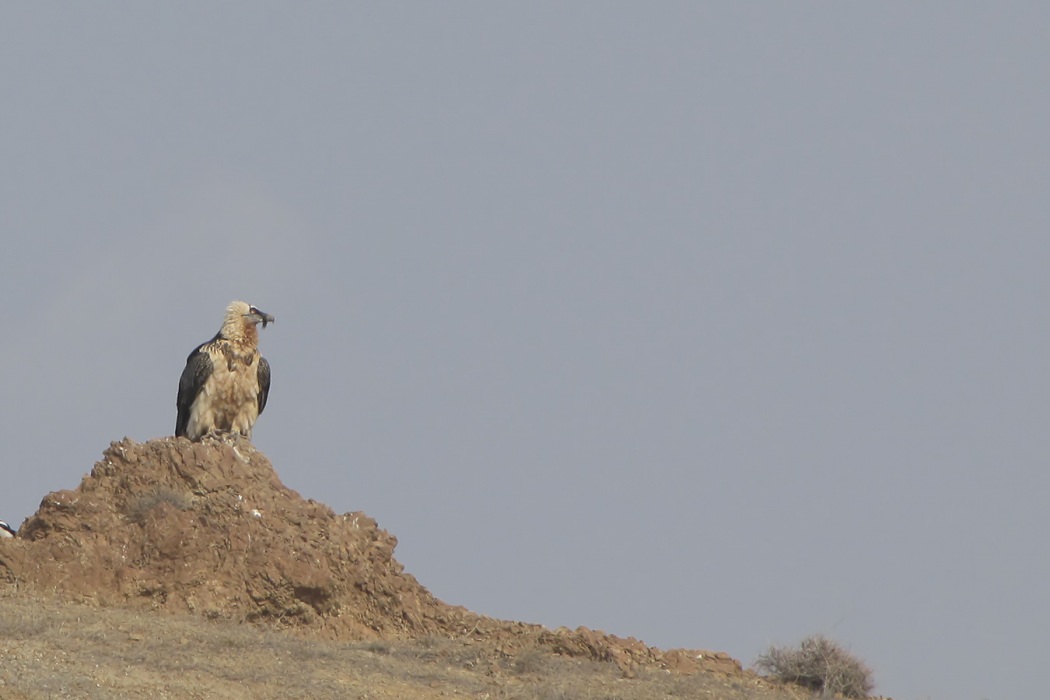 Bearded Vulture