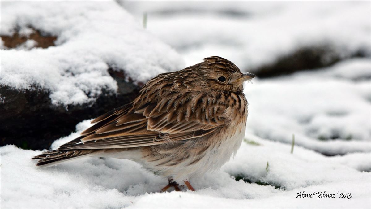 Eurasian Skylark