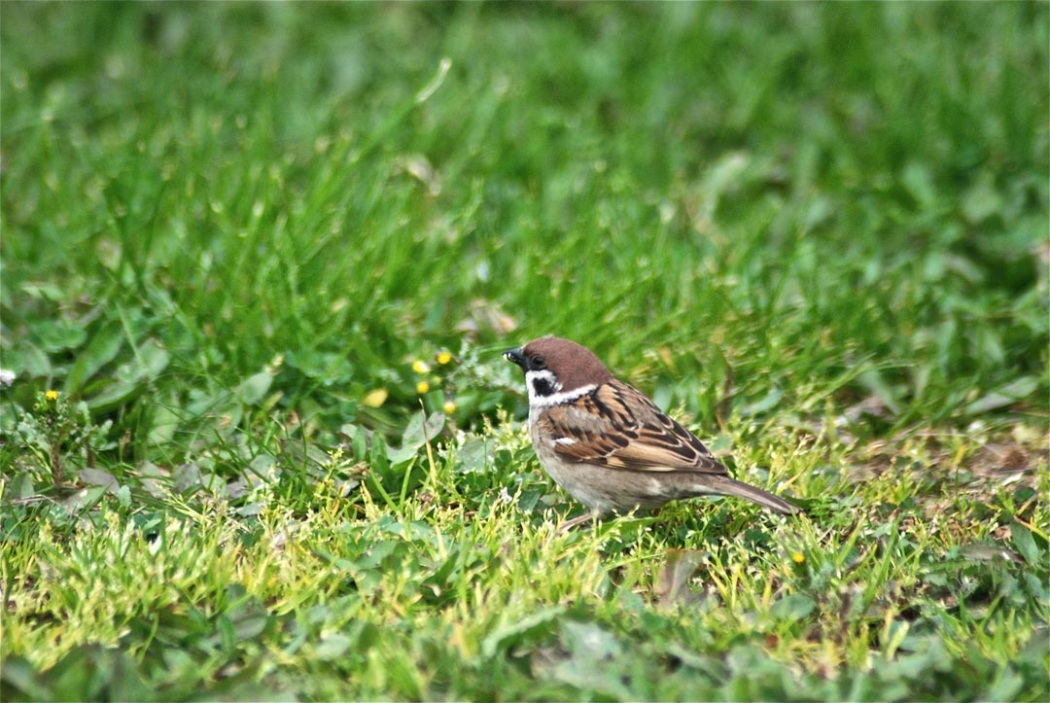 Eurasian Tree Sparrow