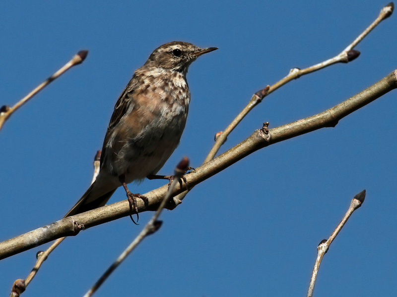 Water Pipit
