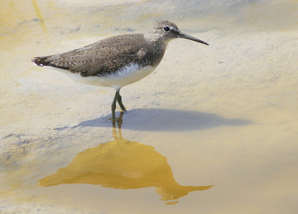 Green Sandpiper