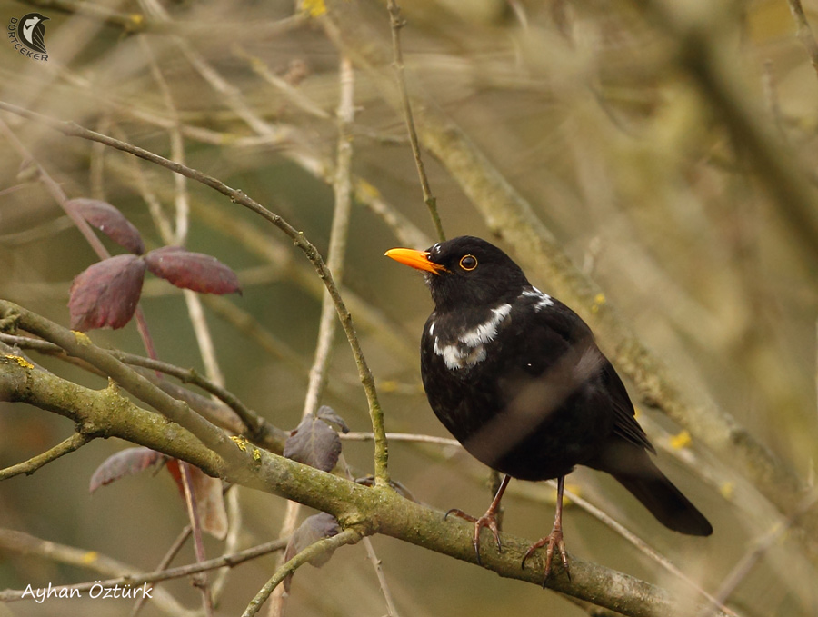 Common Blackbird