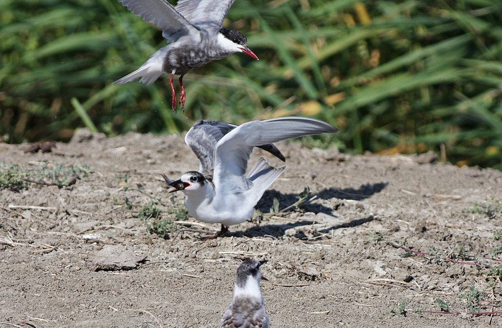 Whiskered Tern