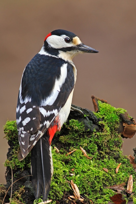 Great Spotted Woodpecker