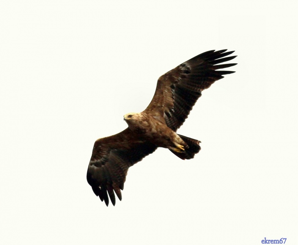 Lesser Spotted Eagle