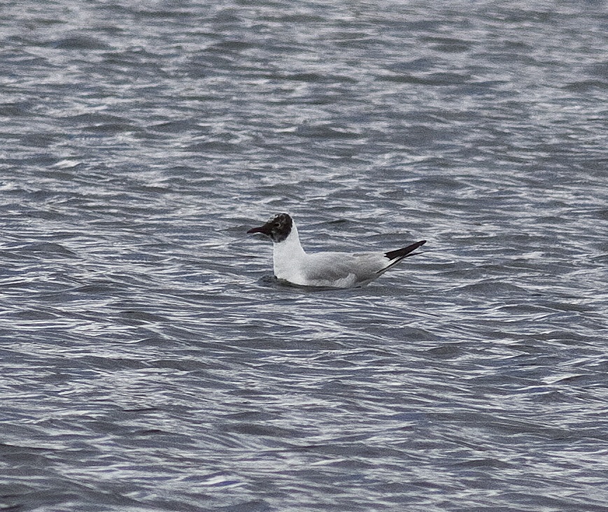 Black-headed Gull