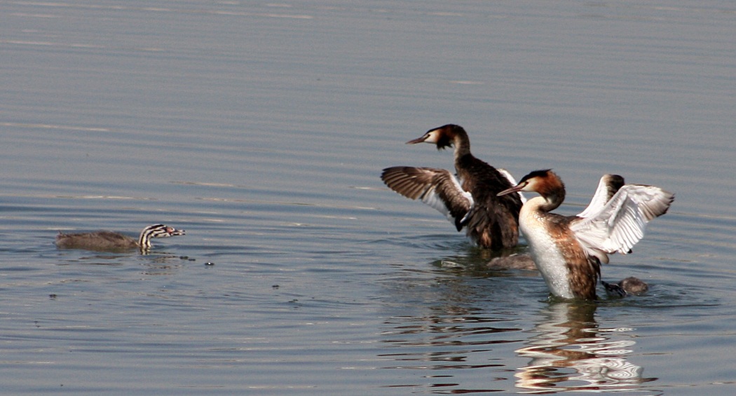 Great Crested Grebe