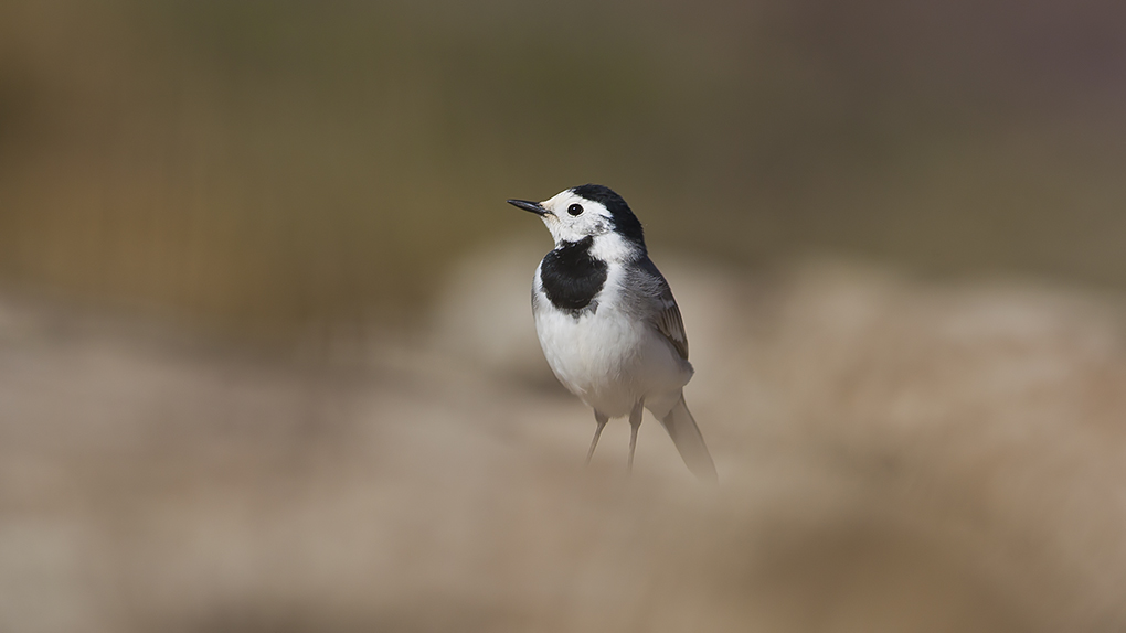 White Wagtail