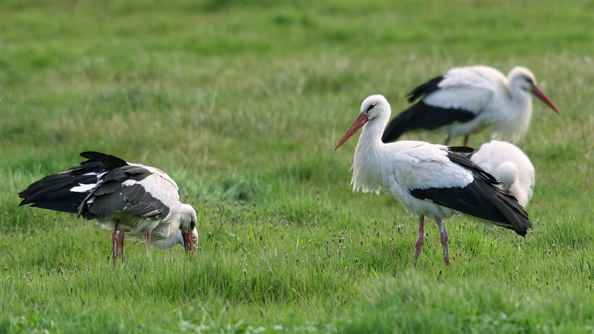 White Stork