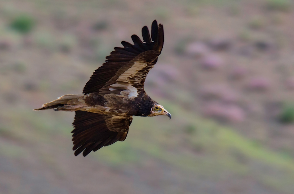 Egyptian Vulture