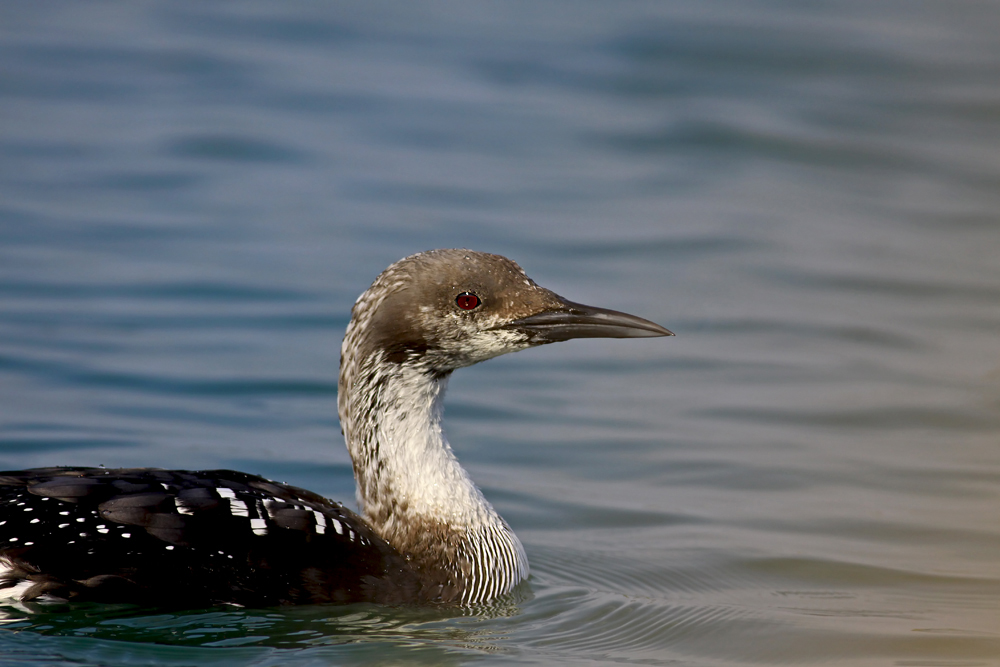 Black-throated Loon