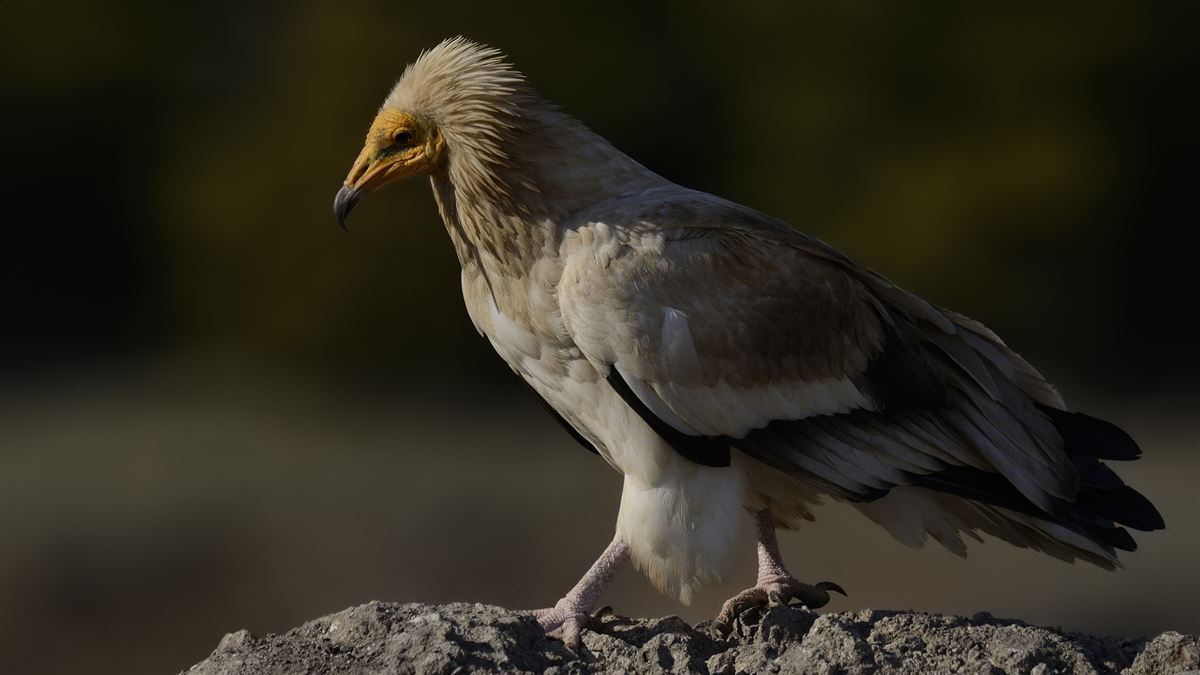 Egyptian Vulture