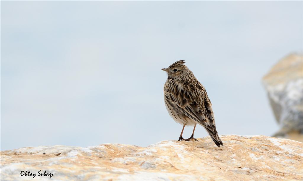 Eurasian Skylark