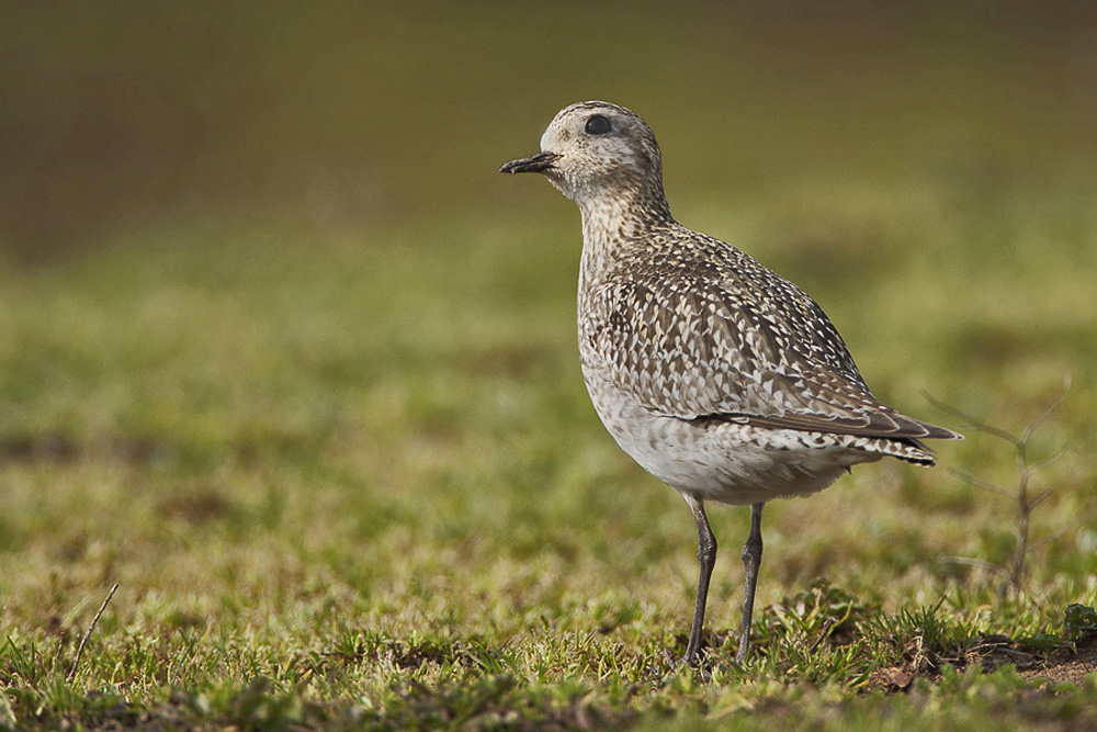 European Golden Plover