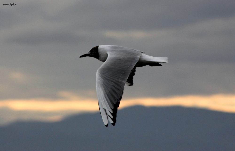 Black-headed Gull