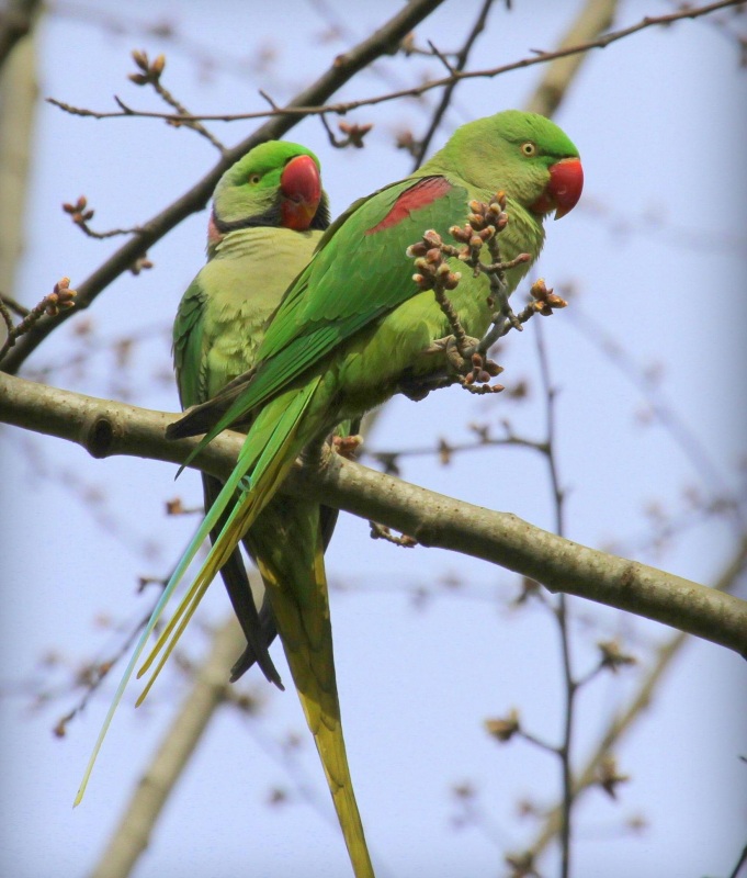 Alexandrine Parakeet