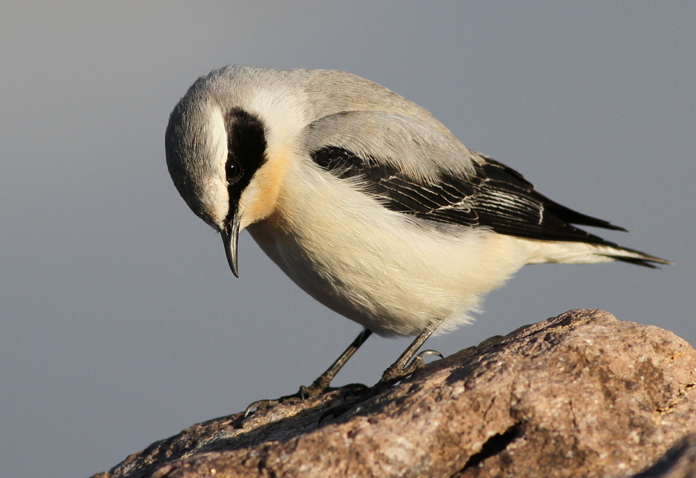 Northern Wheatear