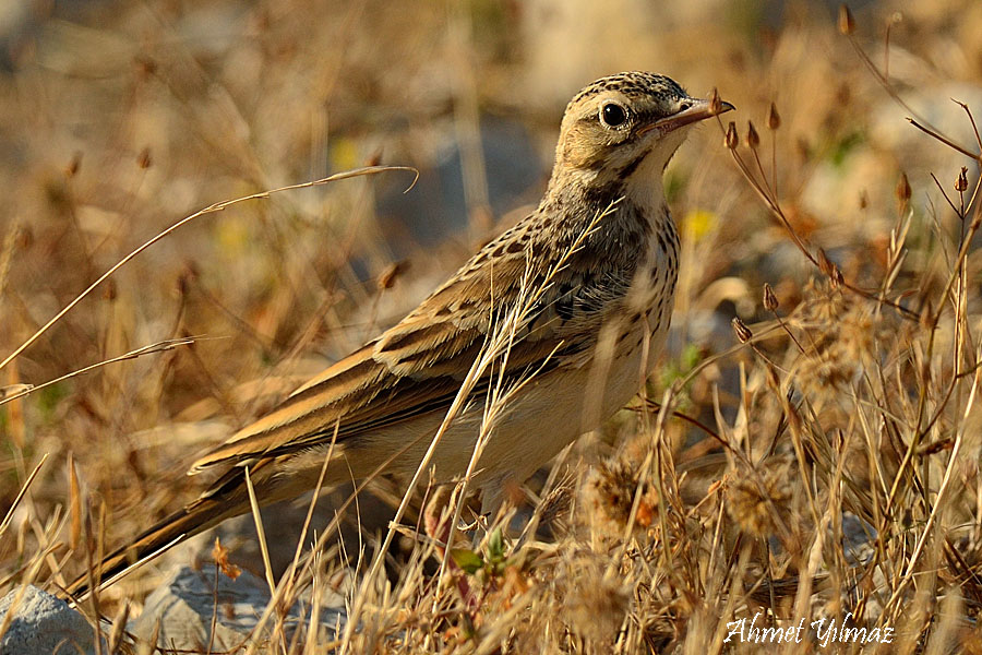 Tawny Pipit