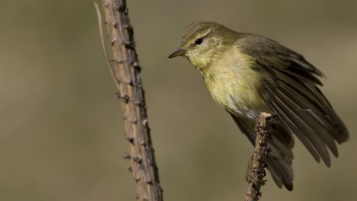 Common Chiffchaff